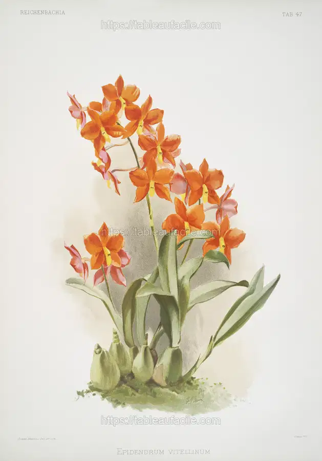 Epidendrum vitellinum from Reichenbachia Orchids (1888-1894) illustrated by Frederick Sander apercu