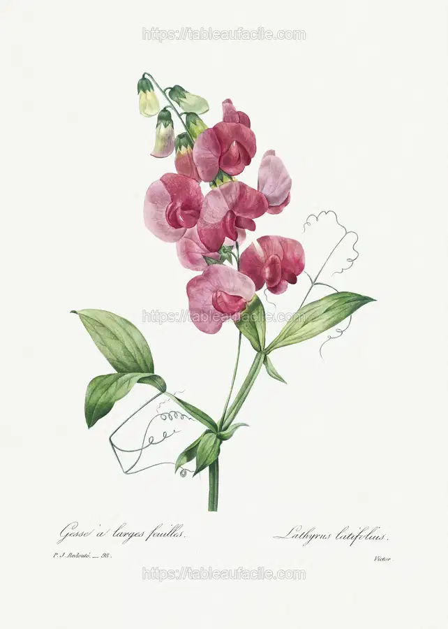 Everlasting Pea by Pierre-Joseph Redouté apercu