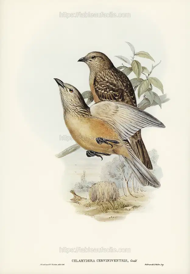 Fawn-breasted Bower-bird (Chlamydera cerviniventris) illustrated by Elizabeth Gould apercu