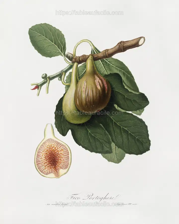 Fig (Ficus carica) from Pomona Italiana (1817 - 1839) by Giorgio Gallesio apercu