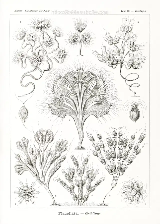 Flagellata–Geiklinge from Kunstformen der Natur (1904) by Ernst Haeckel apercu