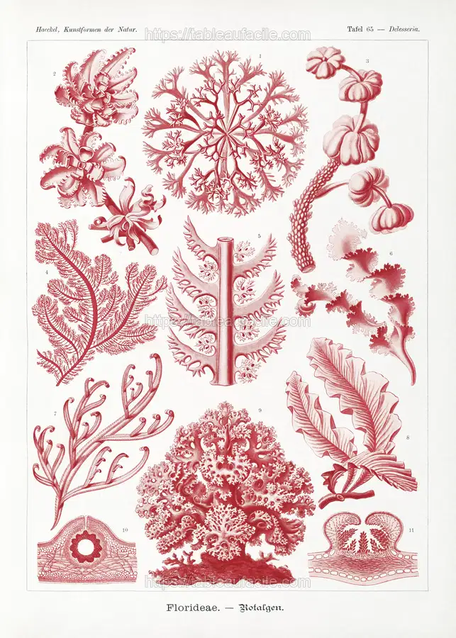 Florideae–Rotalgen from Kunstformen der Natur (1904) by Ernst Haeckel apercu