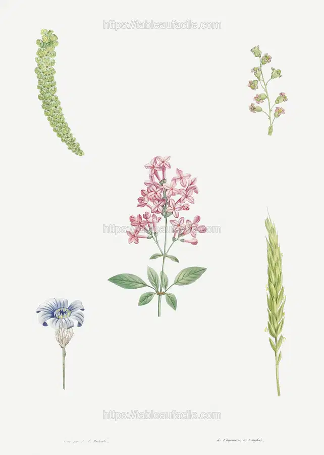 Flower set from La Botanique de J. J. Rousseau by Pierre-Joseph Redouté 3 apercu