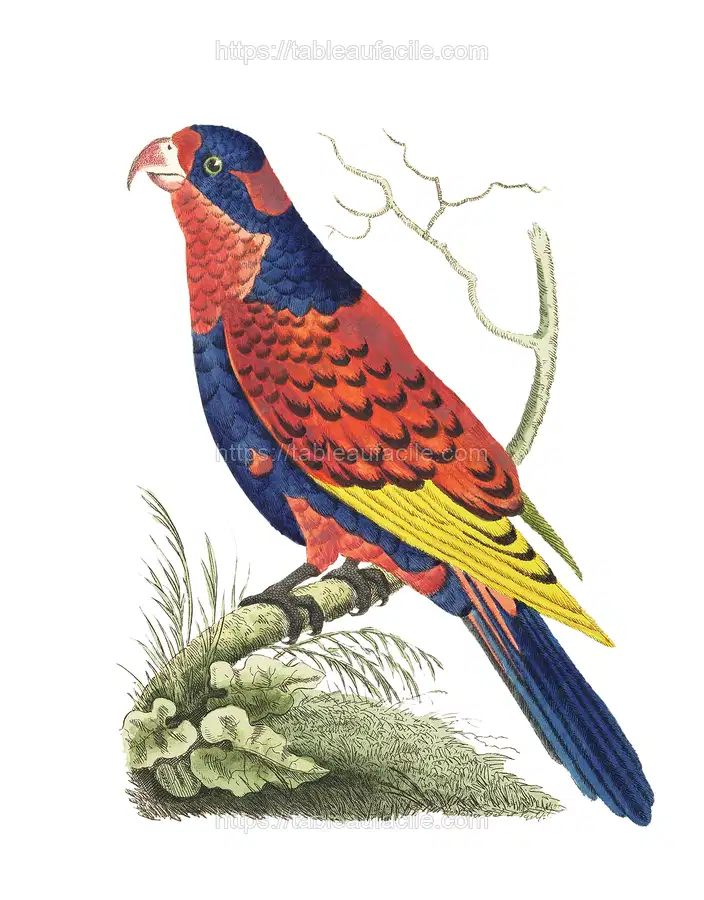 Indian lory illustration from  (1789-1813) by George Shaw apercu