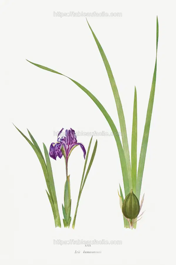 Iris Kumaonensis from The genus Iris by William Rickatson Dykes apercu