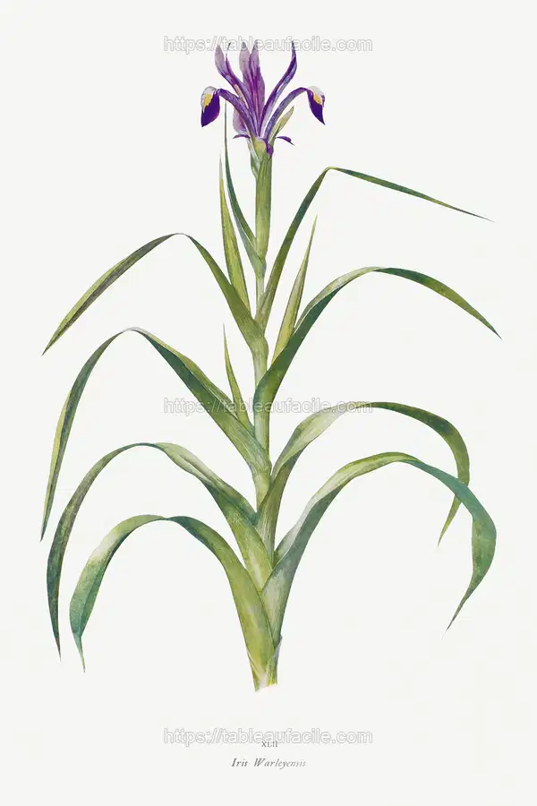 Iris Warleyensis from The genus Iris by William Rickatson Dykes apercu