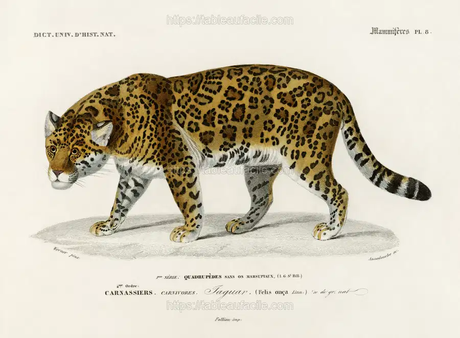 Jaguar (Panthera Onca) illustrated by Charles Dessalines D_ Orbigny apercu