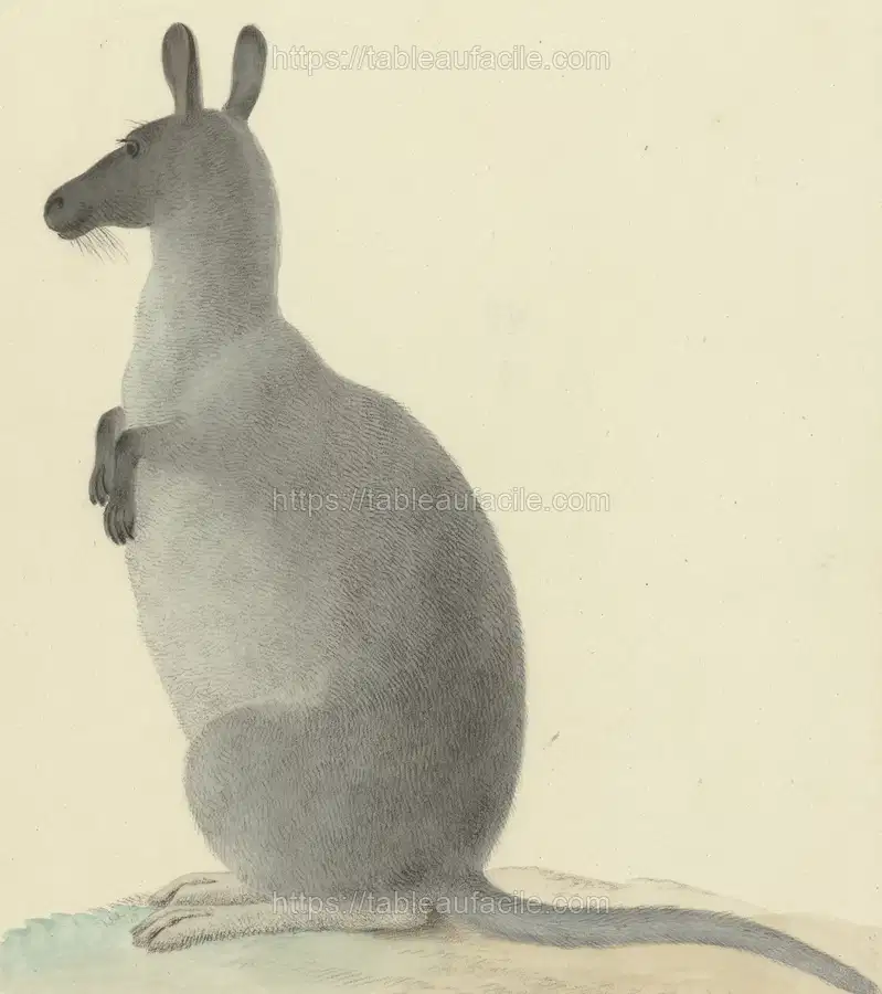 Kangoeroe (1763–1834)  by Isaac Van Haastert apercu