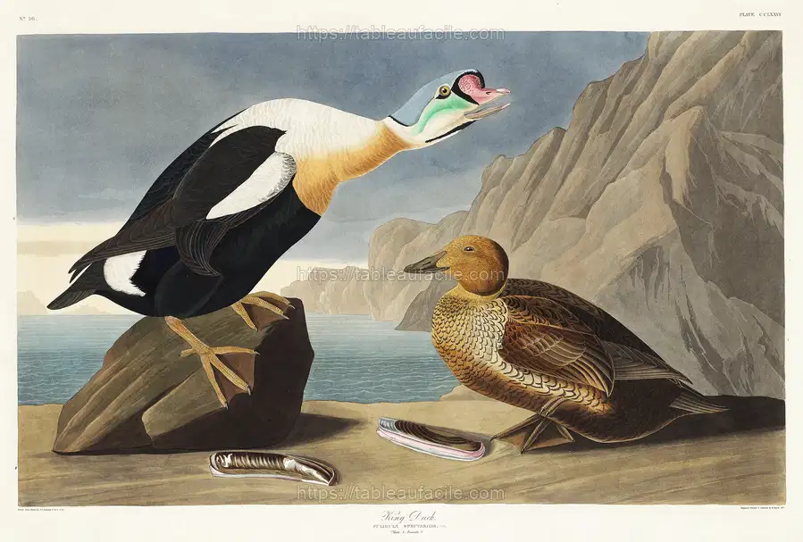 King Duck from Birds of America (1827) by John James Audubon, etched by William Home Lizars apercu