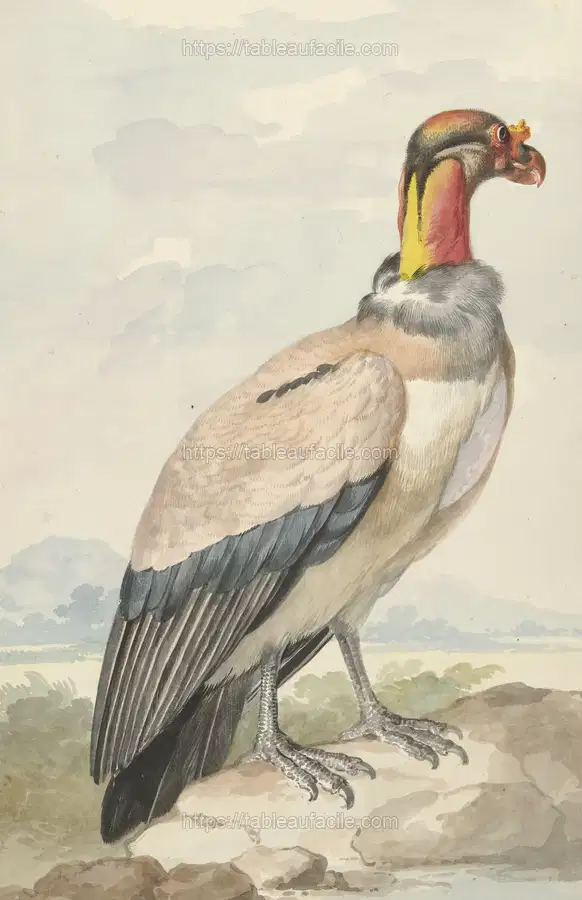 Koningsgier (Sarcoramphus papa) (1758)  by Aert Schouman apercu