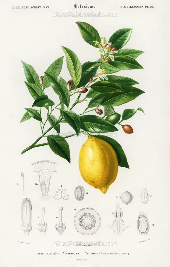 Lemon (Citrus Limonium) illustrated by Charles Dessalines D_ Orbigny apercu