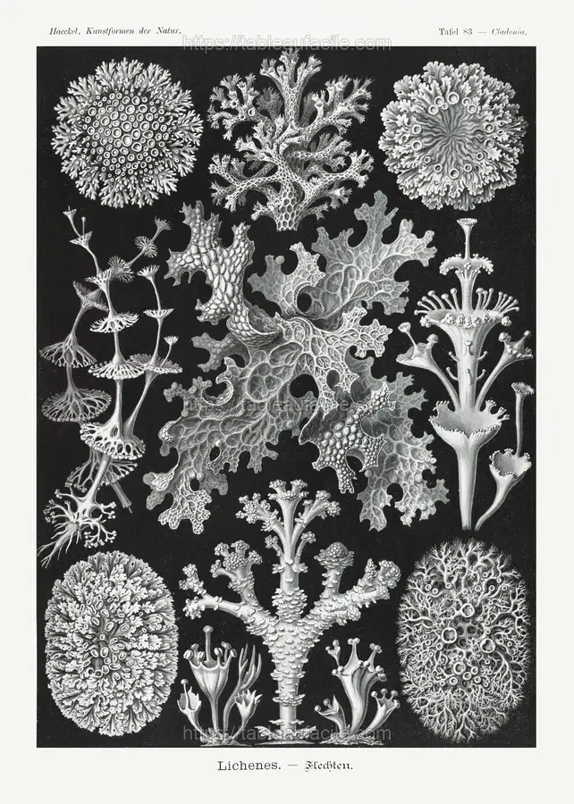 Lichenes–Flechten from Kunstformen der Natur (1904) by Ernst Haeckel apercu