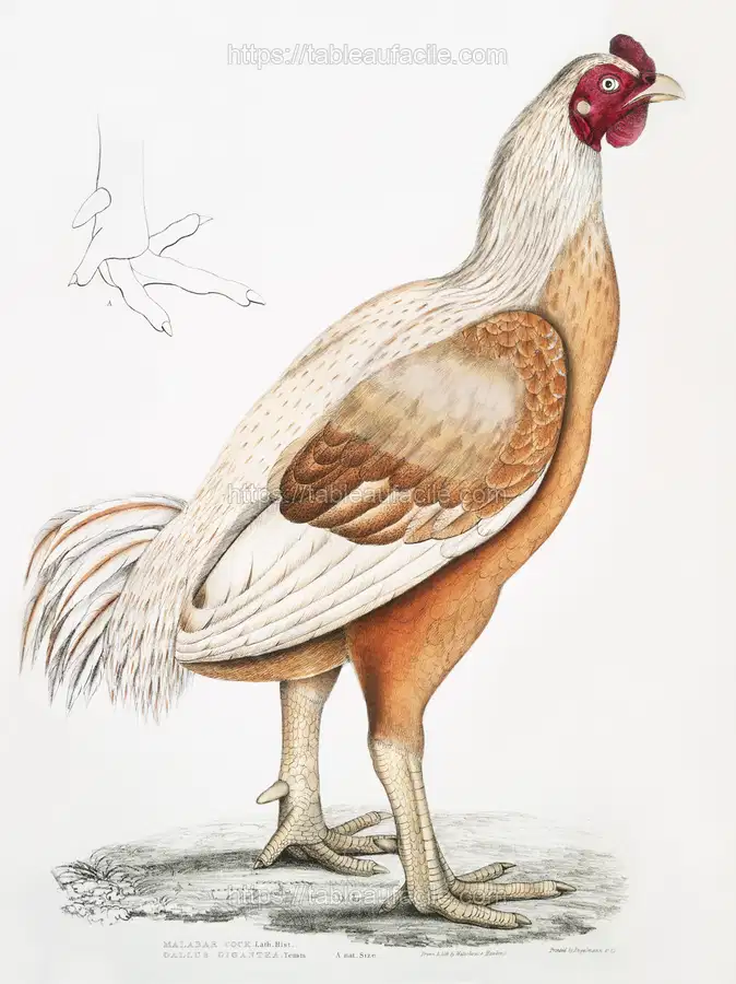 Malabar Cock (Gallus gigantea) by John Edward Gray apercu