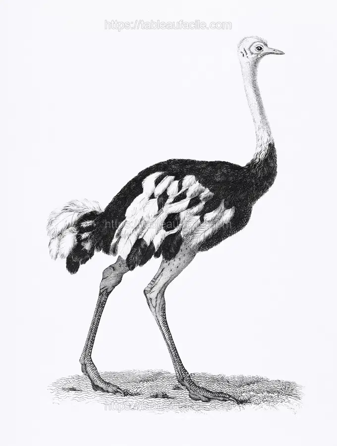 Ostrich from Zoological lectures delivered at the Royal institution in the years 1806-7 illustrated by George Shaw apercu