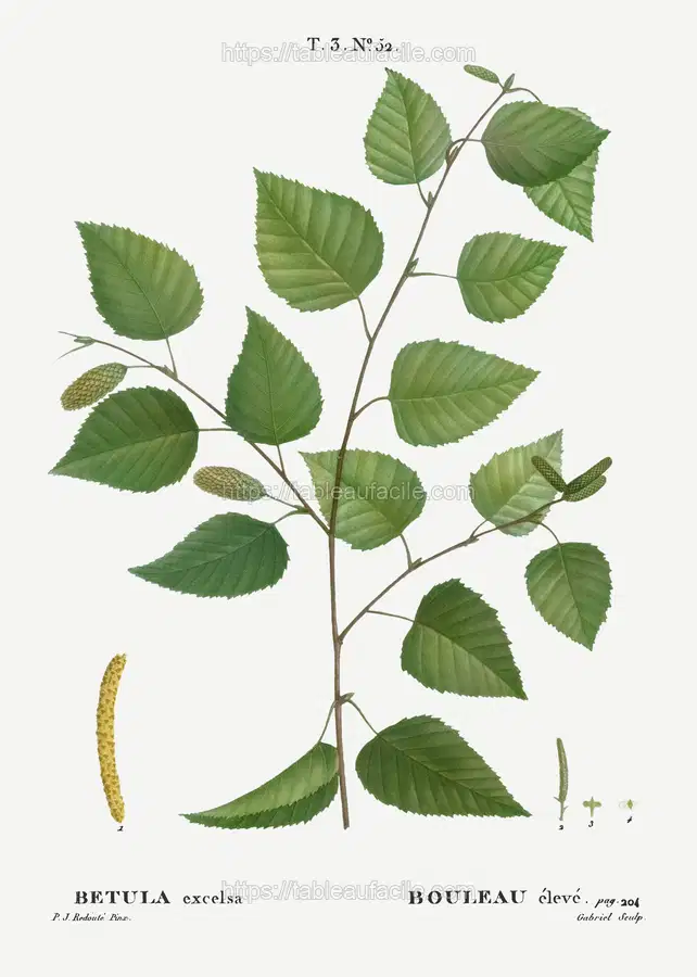 Paper birch, Betula excelsa from Traité des Arbres et Arbustes que l’on cultive en France en pleine terre (1801–1819) by Pierre-Joseph Redouté apercu