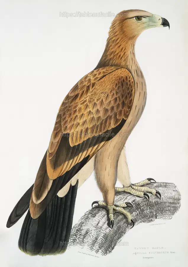 Tawny Eagle (Aquilla fulvescen  (1830-1834) by John Edward Gray apercu